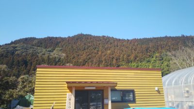 木粉メーカーによる木粉やスギ・ヒノキ材への花粉(アレルギー)の影響を考察