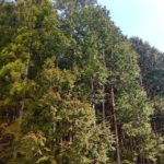 徳島県那賀町 2020年も杉花粉 放出中です