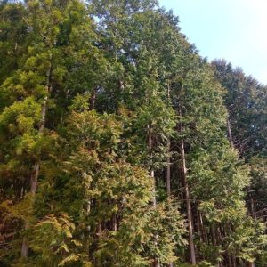 徳島県那賀町　2020年も杉花粉 放出中です